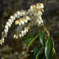 Pieris « Forest Flame »