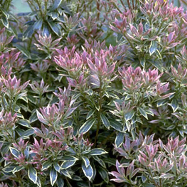 Pieris japonica « Little Heath »