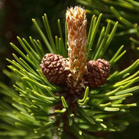Pin de montagnes « Mugo »