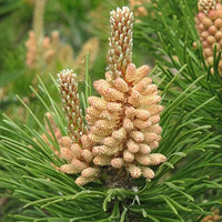 Pin de montagnes « Mugo »