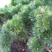 Pin de montagnes « Mugo »