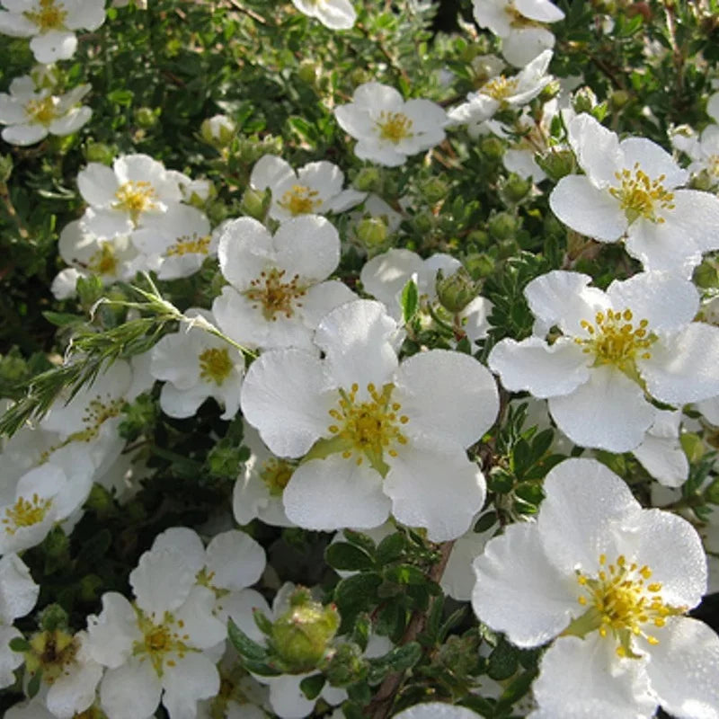 Potentilla fruticosa « Abbotswood »