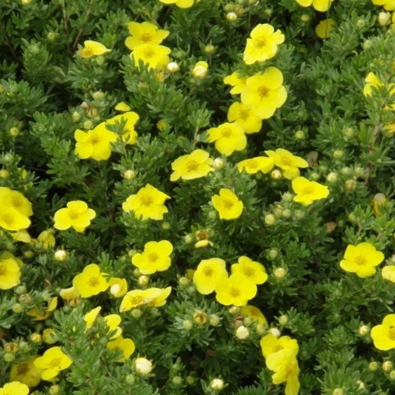 Potentilla fruticosa « Kobold »