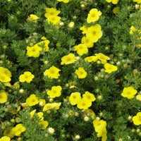 Potentilla fruticosa « Kobold »