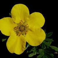 Potentilla fruticosa « Kobold »