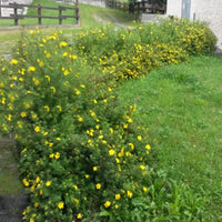 Potentilla fruticosa « Kobold »