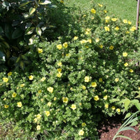 Potentilla fruticosa « Kobold »