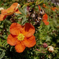 Potentilla fruticosa « Red Ace »