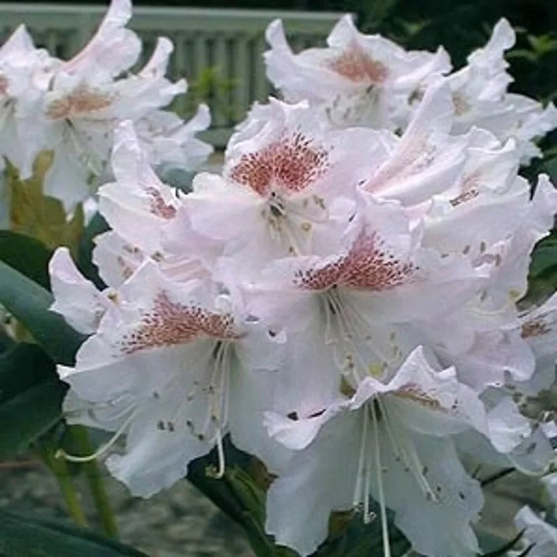 Rhododendron blanc