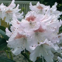 Rhododendron blanc