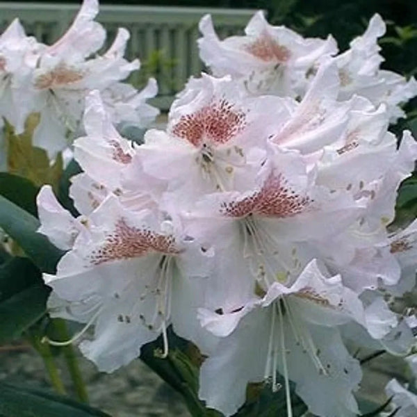 Rhododendron blanc