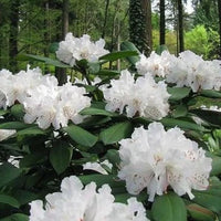 Rhododendron blanc