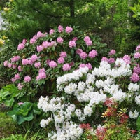 Rhododendron blanc