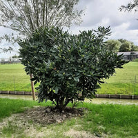 Rhododendron blanc