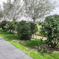 Rhododendron blanc