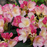 Rhododendron multicolore