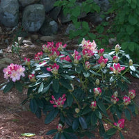 Rhododendron multicolore