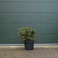 Rhododendron multicolore