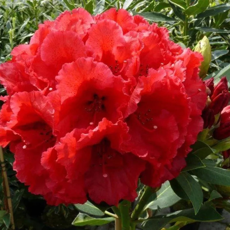 Rhododendron rouge