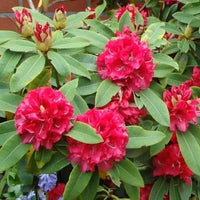 Rhododendron rouge