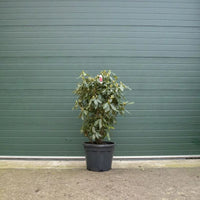 Rhododendron rouge