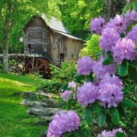 Rhododendron violet