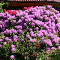Rhododendron violet
