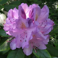 Rhododendron violet