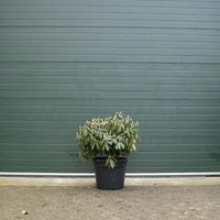 Rhododendron violet