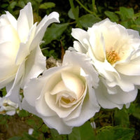Rosier blanc