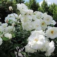 Rosier blanc