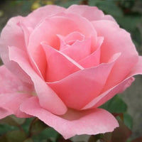 Rosier rose
