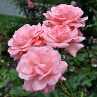 Rosier rose
