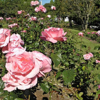 Rosier rose