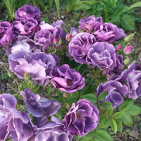 Rosier violet