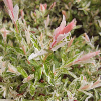 Salix integra « Hakuro-nishiki »