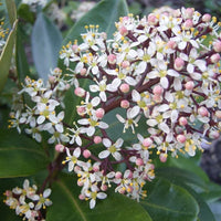 Skimmia japonica « Rubella »