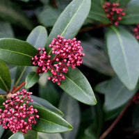 Skimmia japonica « Rubella »
