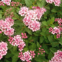 Spiraea japonica « Little Princess »