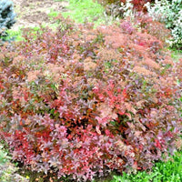 Spiraea japonica « Little Princess »