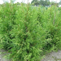 Thuya « Frieslandia »