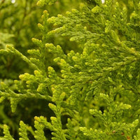 Thuya « Gelderland »