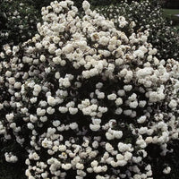 Viburnum « Eskimo »