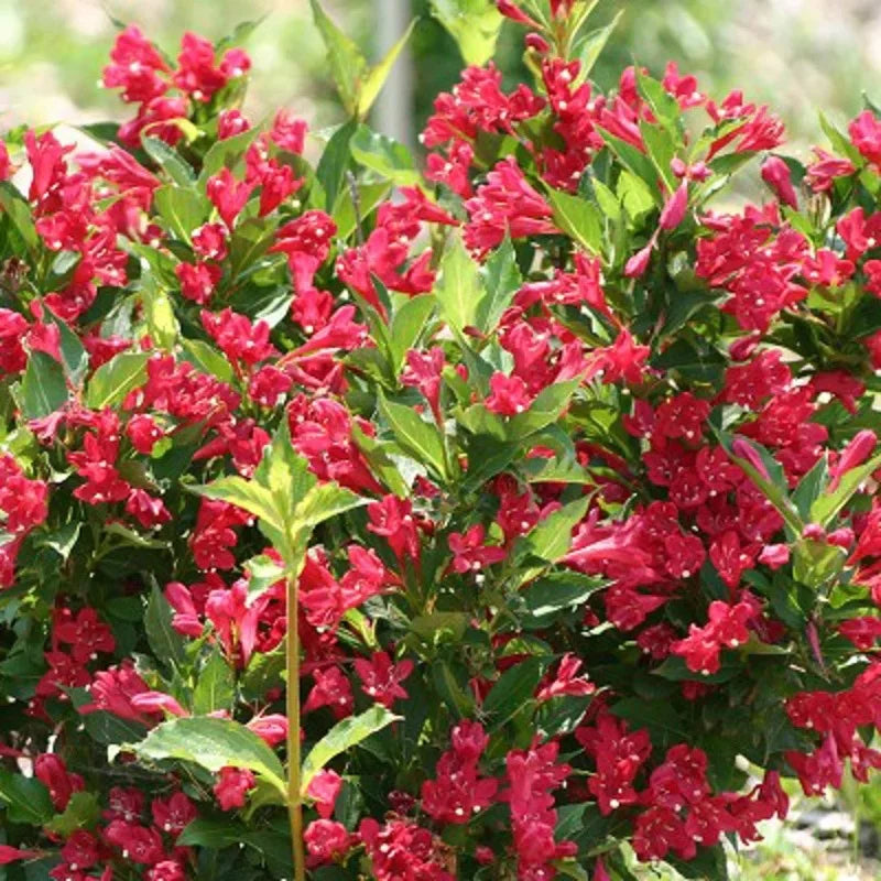 Weigela « Red Prince »