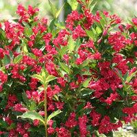 Weigela « Red Prince »