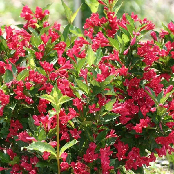 Weigela « Red Prince »