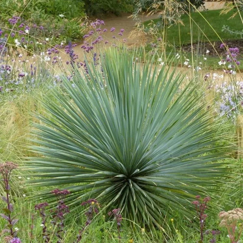Yucca bleu du à bec